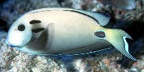 To FishBase images (<i>Acanthurus tennenti</i>, Maldives, by Randall, J.E.)