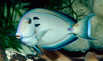 Image of Acanthurus tennentii (Doubleband surgeonfish)