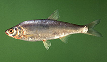 To FishBase images (<i>Acanthobrama terraesanctae</i>, Israel, by Darom, D.)