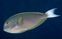 To FishBase images (<i>Acanthurus thompsoni</i>, Maldives, by Greenfield, J.)