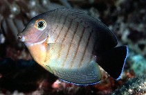 Image of Acanthurus tristis (Indian Ocean mimic surgeonfish)