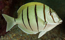 To FishBase images (<i>Acanthurus triostegus</i>, Hawaii, by Malaer, P.)