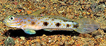 To FishBase images (<i>Acentrogobius vanderloosi</i>, Indonesia, by Allen, G.R.)
