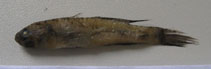 To FishBase images (<i>Acentrogobius viganensis</i>, China, by Krumme, U.)