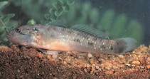 To FishBase images (<i>Acentrogobius viridipunctatus</i>, by CAFS)