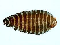 To FishBase images (<i>Aesopia cornuta</i>, Australia, by CSIRO)