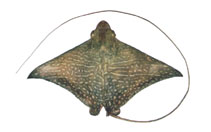Image of Aetomylaeus maculatus (Mottled eagle ray)