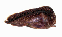 To FishBase images (<i>Aetapcus maculatus</i>, Australia, by Good, P.)
