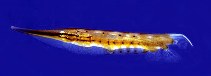 To FishBase images (<i>Aeoliscus punctulatus</i>, Saudi Arabia, by Field, R.)
