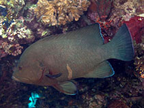 Image of Aethaloperca rogaa (Redmouth grouper)