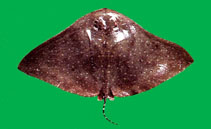 To FishBase images (<i>Aetoplatea zonura</i>, Chinese Taipei, by The Fish Database of Taiwan)