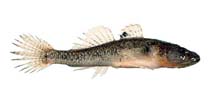 To FishBase images (<i>Afurcagobius suppositus</i>, Australia, by Good, P.)