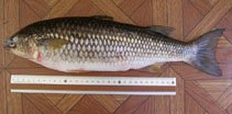 To FishBase images (<i>Agonostomus monticola</i>, Costa Rica, by Molina, A.)