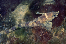 To FishBase images (<i>Agonopsis sterletus</i>, USA, by Stender, K.)