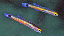 Image of Aioliops brachypterus (Shortfin minidartfish)