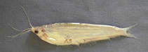 Image of Ailiichthys punctata (Jamuna ailia)
