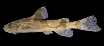 To FishBase images (<i>Akysis galeatus</i>, by Ng, H.H.)