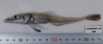 Image of Akarotaxis nudiceps 
