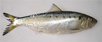 Image of Alosa algeriensis (North African shad)