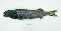 To FishBase images (<i>Alepocephalus antipodianus</i>, Australia, by Graham, K.)