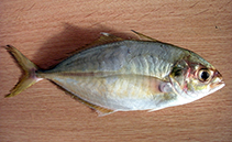To FishBase images (<i>Alepes apercna</i>, Australia, by Yau, B.)