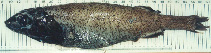 To FishBase images (<i>Alepocephalus australis</i>, by Bañón Díaz, R.)
