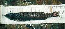 To FishBase images (<i>Alepocephalus bairdii</i>, Canada, by Román Marcote, E.)