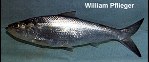 To FishBase images (<i>Alosa chrysochloris</i>, by The Native Fish Conservancy)