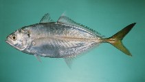 Image of Alepes djedaba (Shrimp scad)