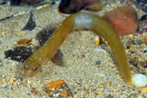 To FishBase images (<i>Alabes dorsalis</i>, Australia, by Groeneveld, R.)