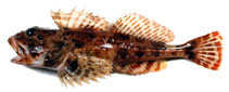 To FishBase images (<i>Alcichthys elongatus</i>, Japan, by Miyahara, H.)