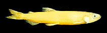 To FishBase images (<i>Allosmerus elongatus</i>, USA, by Fritzsche, R.A./J.W. Cavanagh)