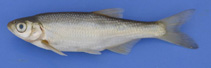 To FishBase images (<i>Alburnus escherichii</i>, Turkey, by Güçlü, S.S.)