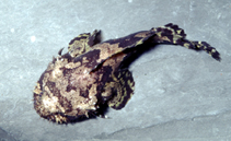 To FishBase images (<i>Allenbatrachus grunniens</i>, by Hippocampus-Bildarchiv)