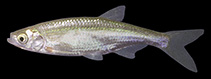 To FishBase images (<i>Alburnus hohenackeri</i>, Russia, by Naseka, A.M.)