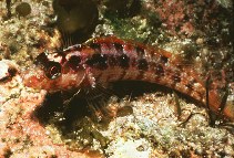 Image of Alloclinus holderi (Island kelpfish)