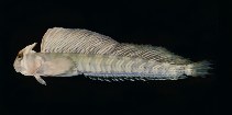 To FishBase images (<i>Alticus kirkii</i>, Kenya, by Randall, J.E.)