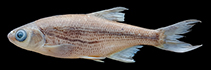 Image of Alburnoides kurui 