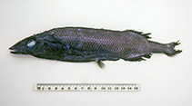 To FishBase images (<i>Alepocephalus longirostris</i>, Australia, by Graham, K.)