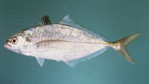 To FishBase images (<i>Alepes melanoptera</i>, Bahrain, by Randall, J.E.)