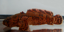To FishBase images (<i>Allenbatrachus meridionalis</i>, Madagascar, by Loiselle, P.V.)