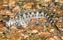 Image of Alticus monochrus 