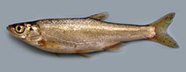 To FishBase images (<i>Alburnus mossulensis</i>, Iran, by Abbasi, K.)