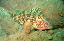 To FishBase images (<i>Alphestes multiguttatus</i>, El Salvador, by Munson, L.)