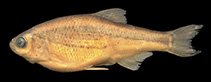 To FishBase images (<i>Alburnoides namaki</i>, Iran, by Bogutskaya, N.G. / Coad, B.W.)