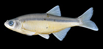 To FishBase images (<i>Alburnus nasreddini</i>, Turkey, by Güçlü, S.S.)