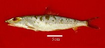 To FishBase images (<i>Albula nemoptera</i>, Colombia, by Duarte, L.O.)