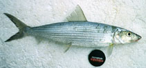 Image of Albula argentea (Longjaw bonefish)