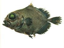 To FishBase images (<i>Allocyttus niger</i>, by SeaFIC)