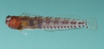 To FishBase images (<i>Alloblennius parvus</i>, Oman, by Randall, J.E.)